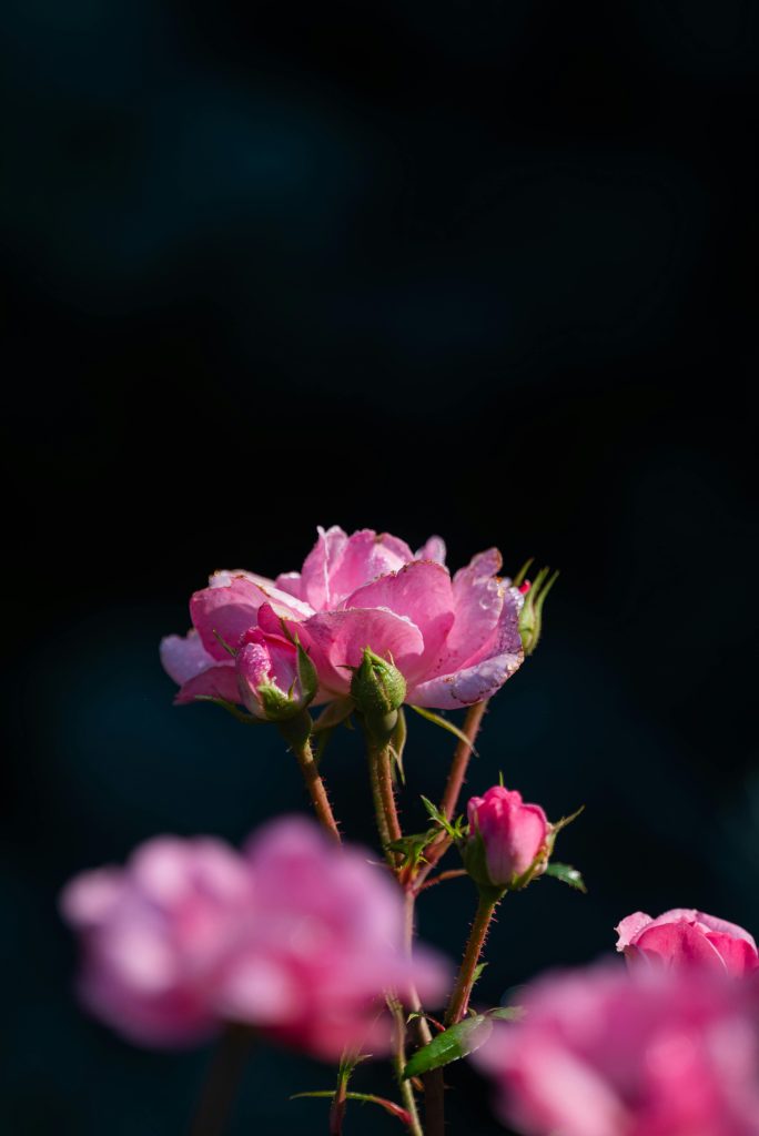 Photo by Chris F from Pexels: https://www.pexels.com/photo/pink-damask-rose-flowers-18331389/