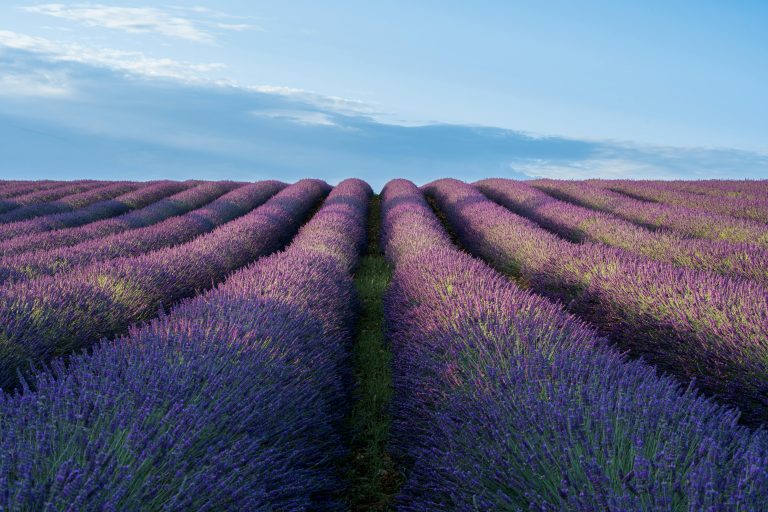 Lavender field in low sunlight
