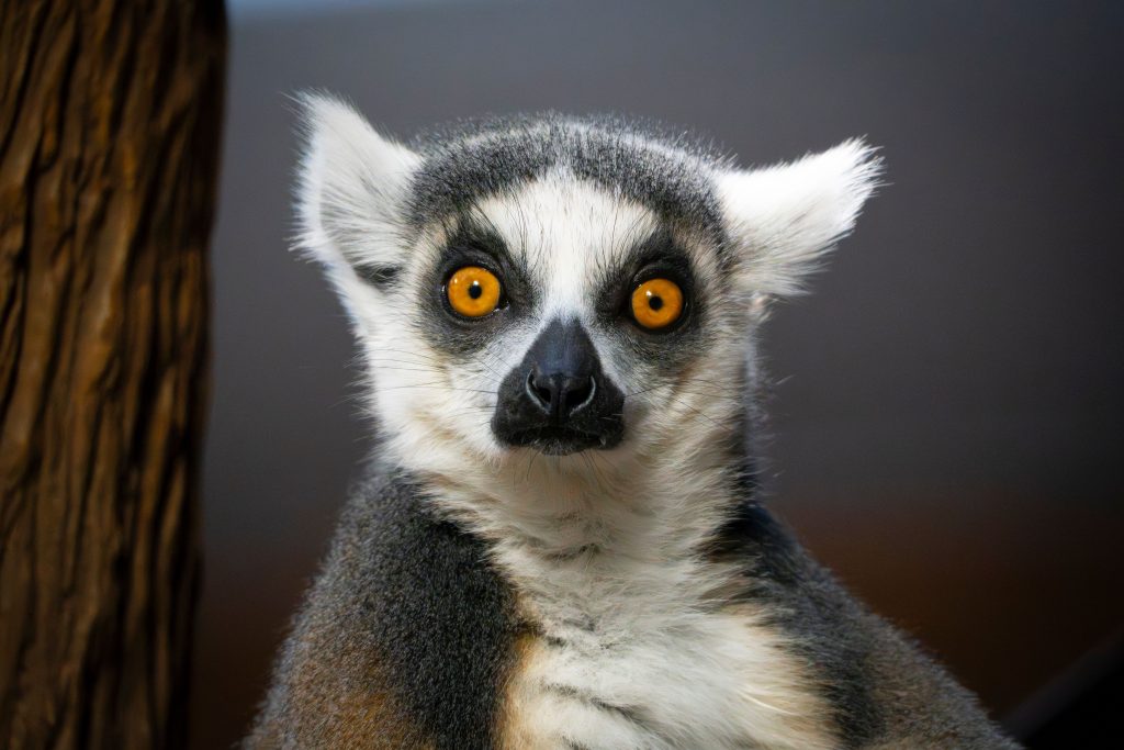 A ring-tailed lemur with wide open orange eyes conveying an expression of surprise. Photo by Lorenzo Manera via Pexels.